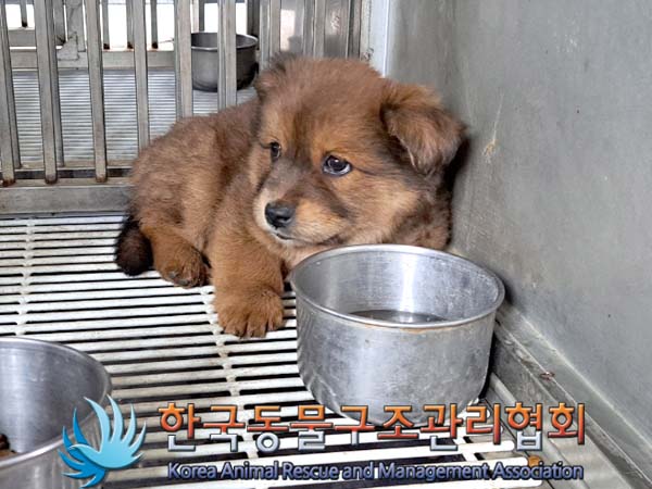 공고 번호가 경기-동두천-2024-00078인 믹스견 동물 사진