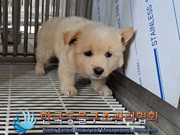 공고 번호가 경기-동두천-2024-00079인 믹스견 동물 사진