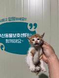 공고 번호가 부산-북구-2024-00086인 한국 고양이 동물 사진