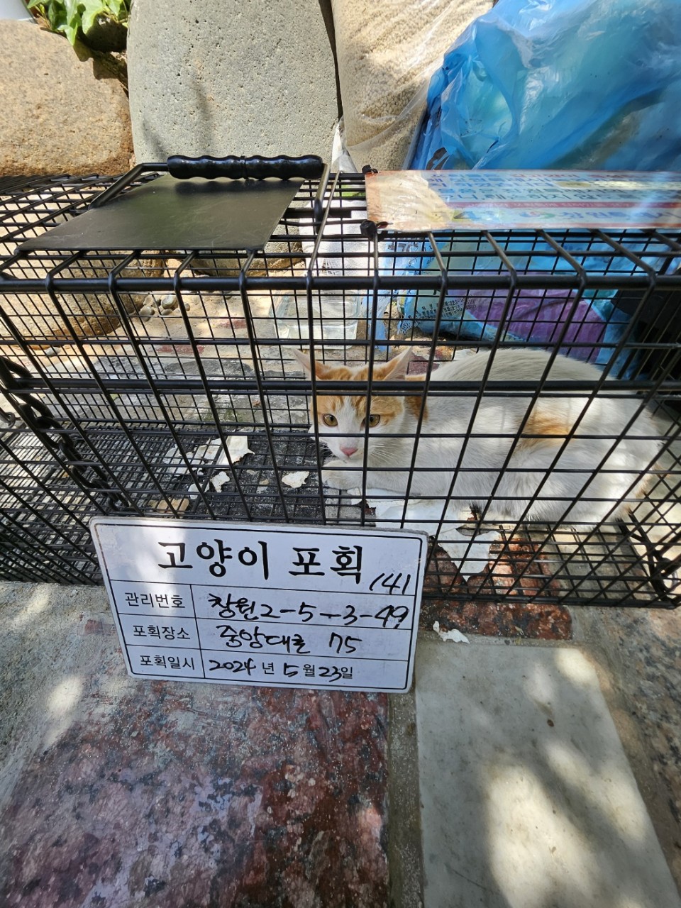 보호중동물사진 공고번호-경남-창원-2024-00580