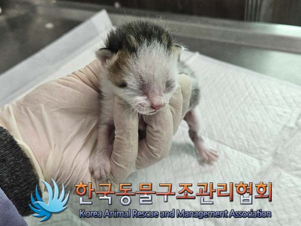 공고 번호가 경기-양주-2024-00260인 한국 고양이 동물 사진  