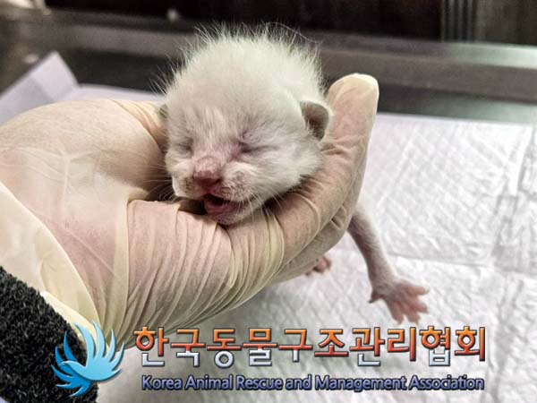 공고 번호가 경기-양주-2024-00259인 한국 고양이 동물 사진  