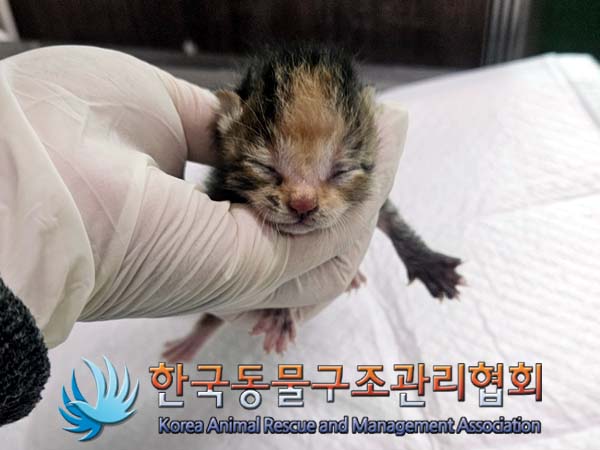 공고 번호가 경기-양주-2024-00257인 한국 고양이 동물 사진  