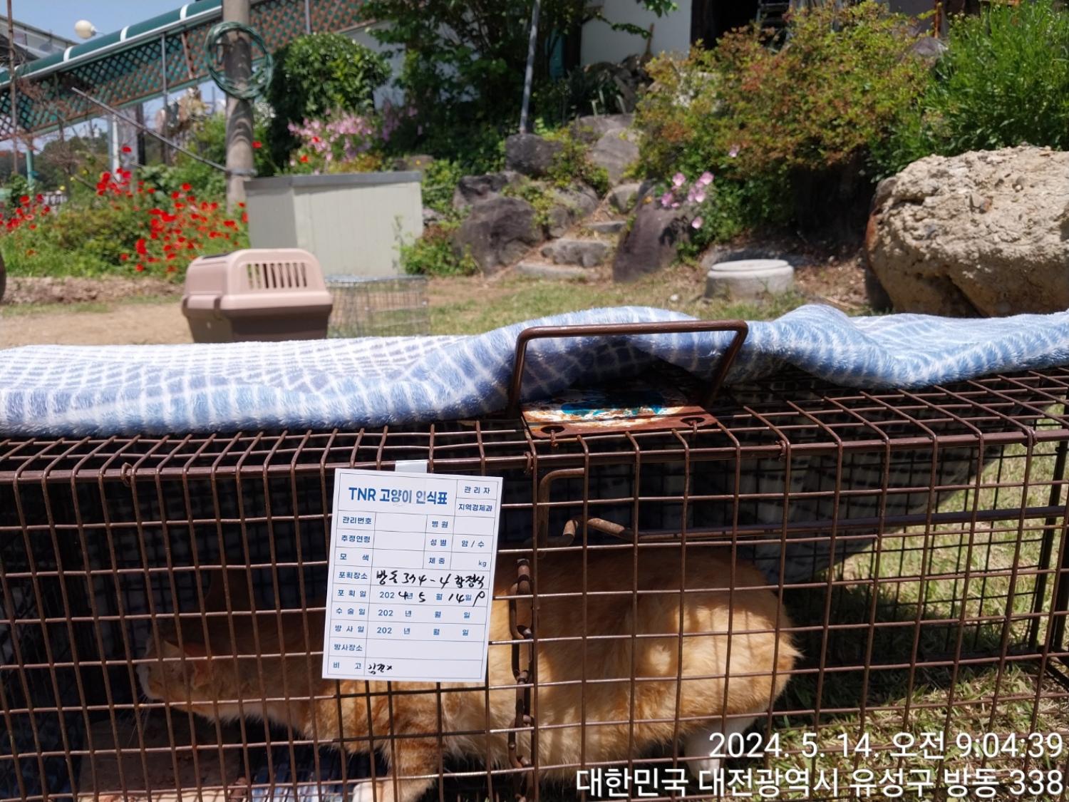 보호중동물사진 공고번호-대전-유성-2024-00204