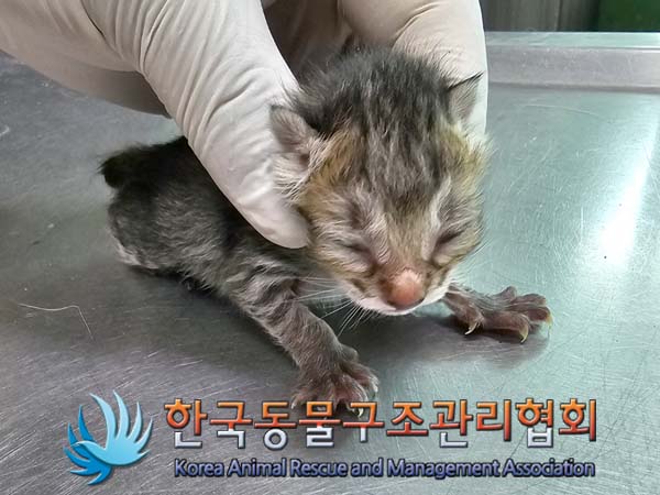 공고 번호가 경기-김포-2024-00329인 한국 고양이 동물 사진  