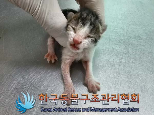공고 번호가 경기-김포-2024-00328인 한국 고양이 동물 사진  