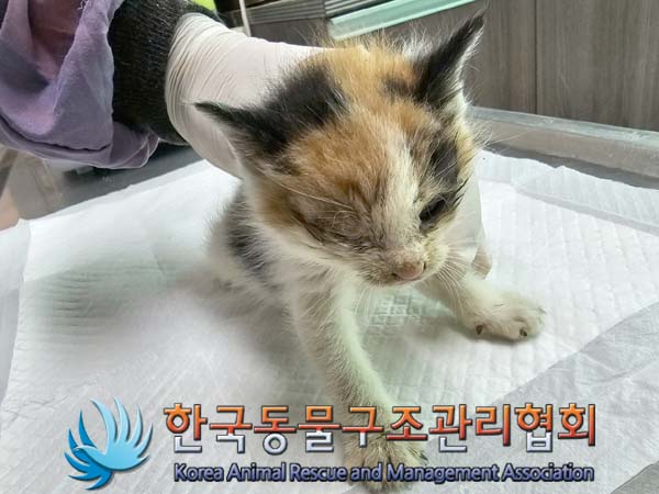 공고 번호가 경기-김포-2024-00334인 한국 고양이 동물 사진  