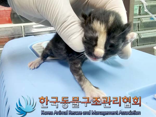 공고 번호가 서울-도봉-2024-00054인 한국 고양이 동물 사진  