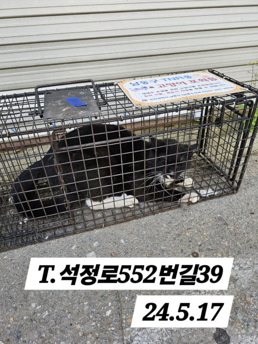 보호중동물사진 공고번호-인천-남동-2024-00313