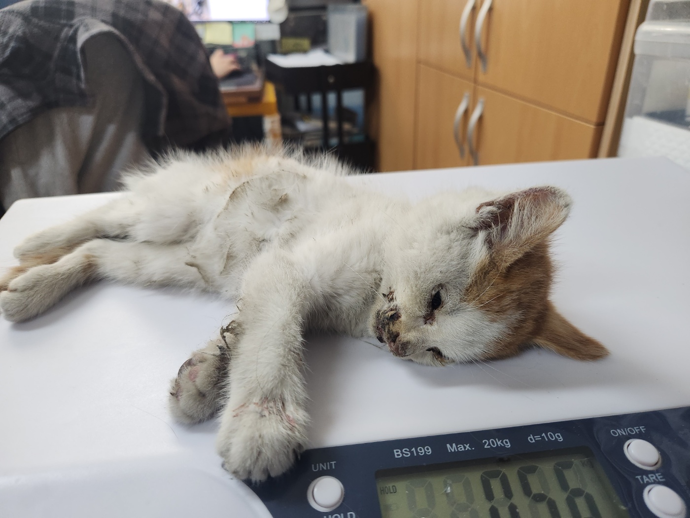 공고 번호가 광주-광산-2024-00284인 한국 고양이 동물 사진