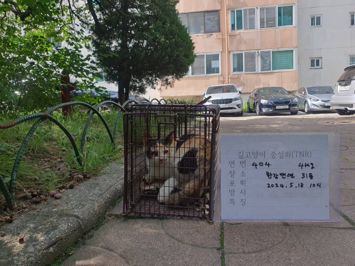 보호중동물사진 공고번호-서울-용산-2024-00264