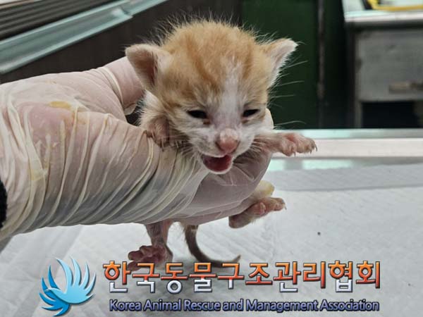 공고 번호가 경기-김포-2024-00345인 한국 고양이 동물 사진