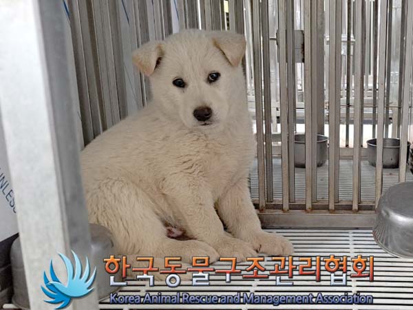 공고 번호가 경기-김포-2024-00340인 믹스견 동물 사진