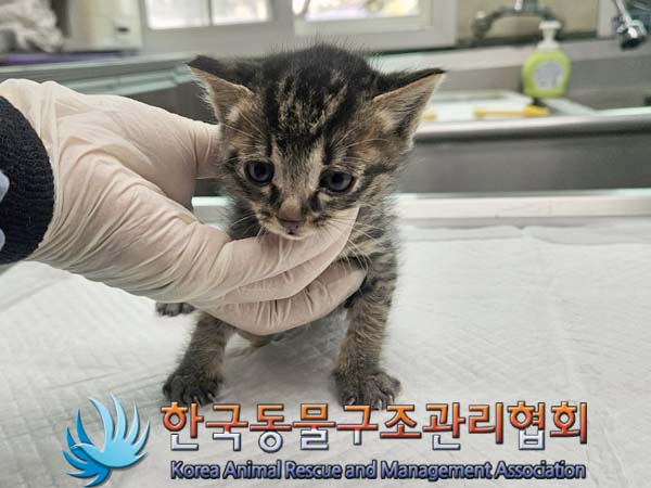 공고 번호가 경기-김포-2024-00342인 한국 고양이 동물 사진