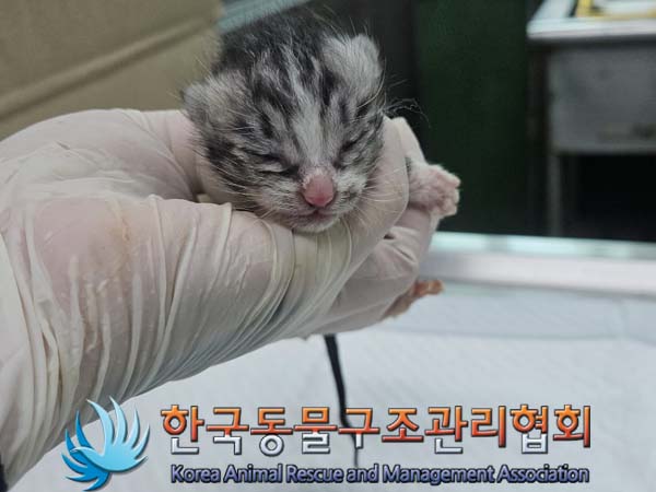 공고 번호가 경기-김포-2024-00343인 한국 고양이 동물 사진