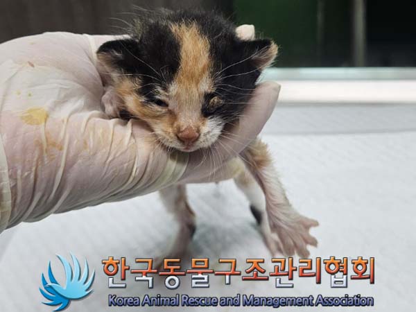 공고 번호가 경기-김포-2024-00346인 한국 고양이 동물 사진