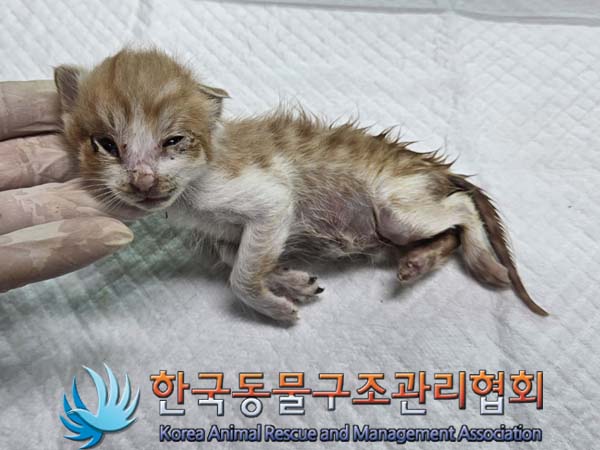 공고 번호가 경기-김포-2024-00350인 한국 고양이 동물 사진  