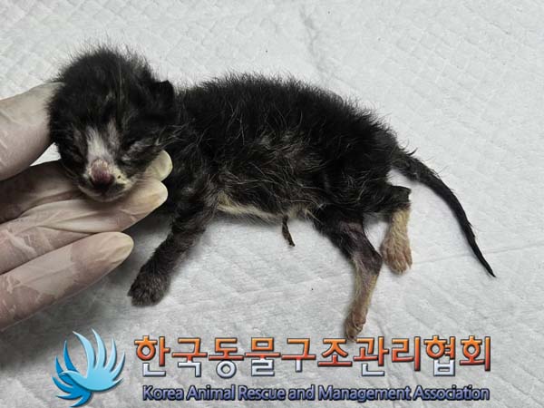 공고 번호가 경기-김포-2024-00344인 한국 고양이 동물 사진