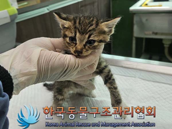 공고 번호가 경기-포천-2024-00404인 한국 고양이 동물 사진
