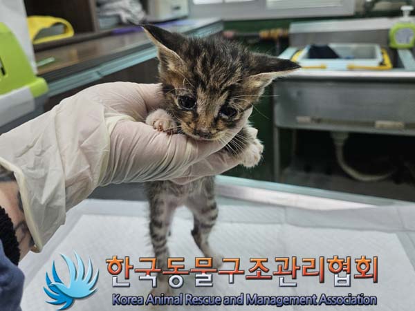 공고 번호가 경기-포천-2024-00406인 한국 고양이 동물 사진