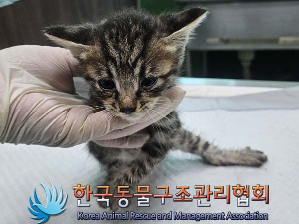 공고 번호가 경기-포천-2024-00407인 한국 고양이 동물 사진