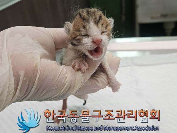 공고 번호가 서울-노원-2024-00054인 한국 고양이 동물 사진