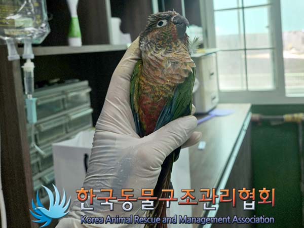 공고 번호가 서울-영등포-2024-00035인 기타축종 동물 사진  