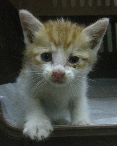 공고 번호가 울산-중구-2024-00122인 한국 고양이 동물 사진