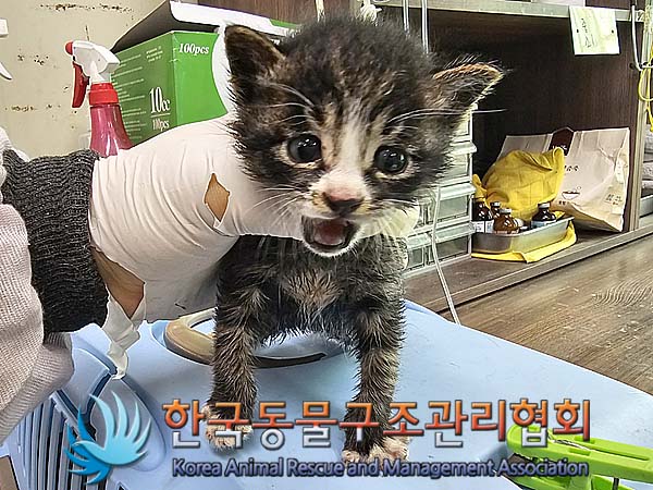 공고 번호가 경기-연천-2024-00230인 한국 고양이 동물 사진
