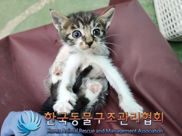 공고 번호가 서울-구로-2024-00072인 한국 고양이 동물 사진