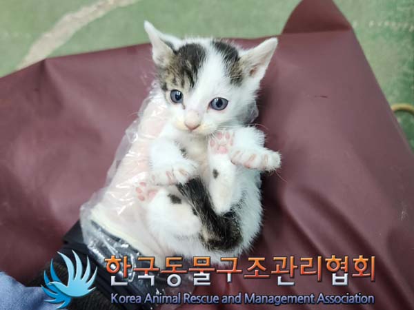 공고 번호가 서울-구로-2024-00069인 한국 고양이 동물 사진