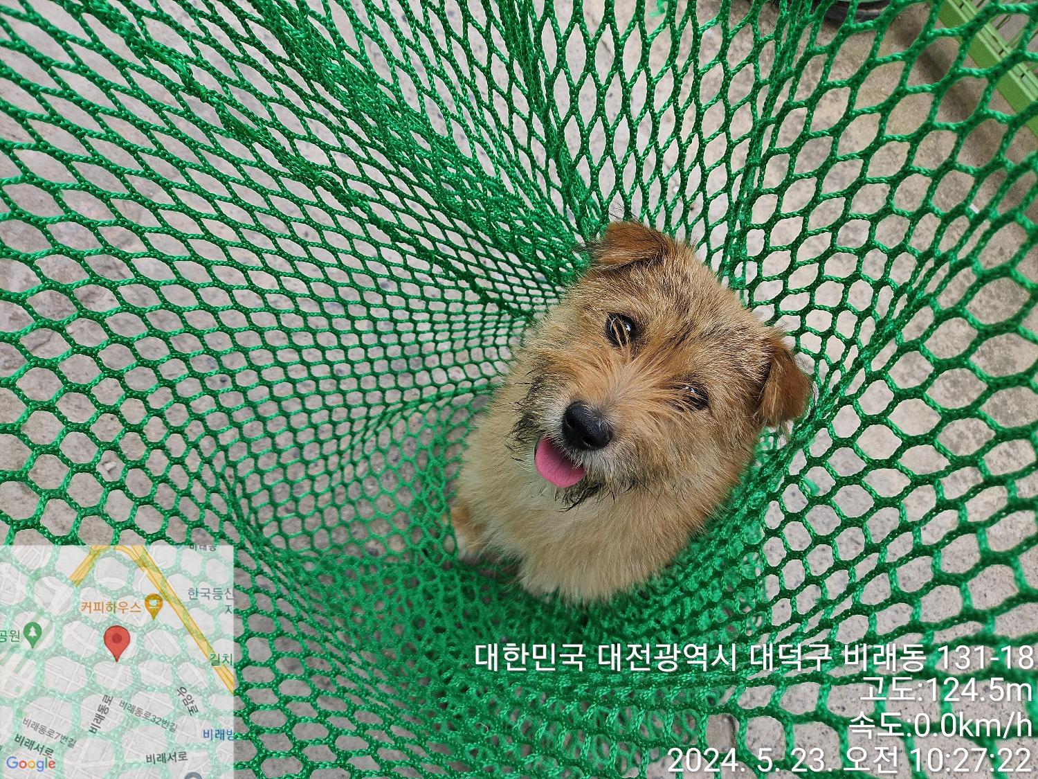공고 번호가 대전-대덕-2024-00095인 믹스견 동물 사진