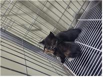 공고 번호가 부산-사상-2024-00093인 한국 고양이 동물 사진