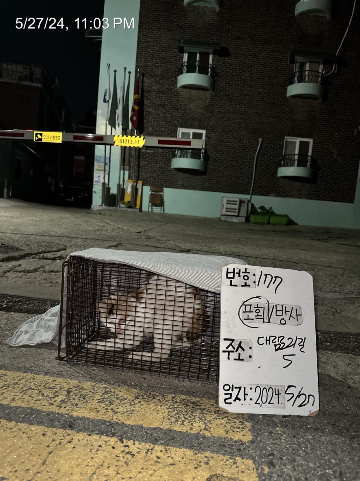 보호중동물사진 공고번호-서울-영등포-2024-00178