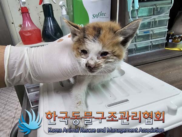 공고 번호가 경기-파주-2024-00493인 한국 고양이 동물 사진  