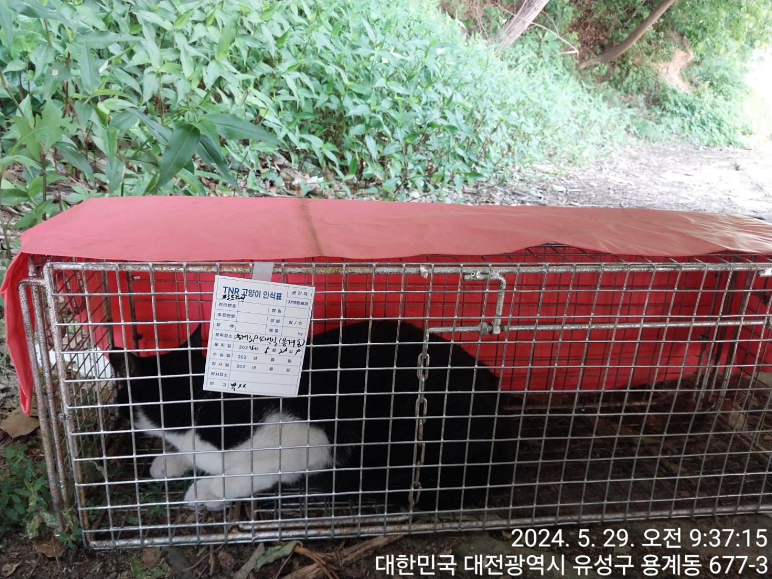 보호중동물사진 공고번호-대전-유성-2024-00232