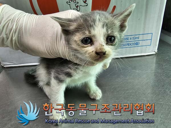 공고 번호가 경기-김포-2024-00390인 한국 고양이 동물 사진