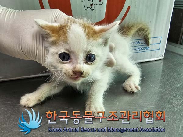 공고 번호가 경기-김포-2024-00388인 한국 고양이 동물 사진