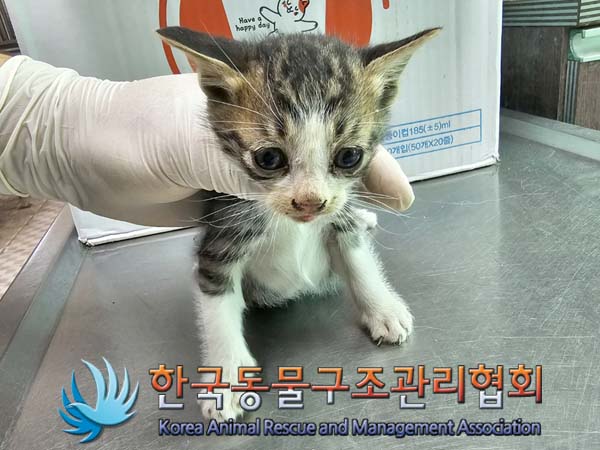 공고 번호가 경기-김포-2024-00392인 한국 고양이 동물 사진