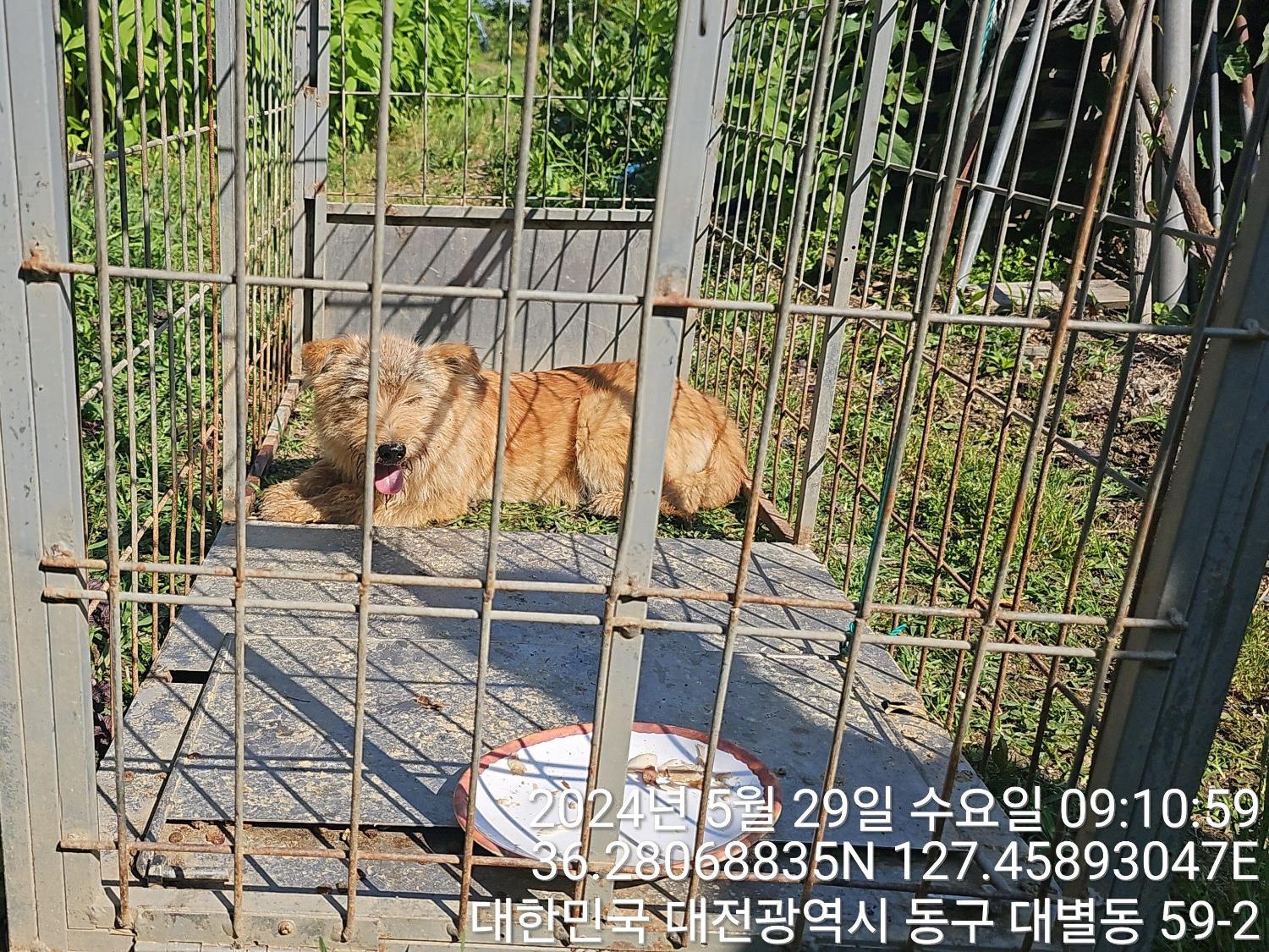 공고 번호가 대전-동구-2024-00147인 믹스견 동물 사진
