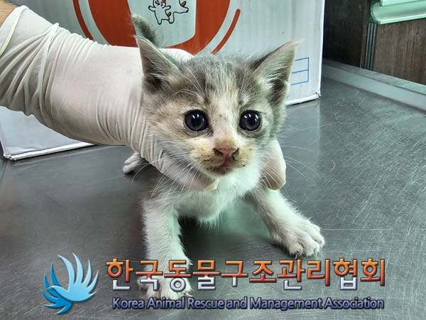 공고 번호가 경기-김포-2024-00389인 한국 고양이 동물 사진