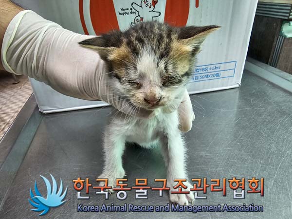 공고 번호가 경기-김포-2024-00391인 한국 고양이 동물 사진