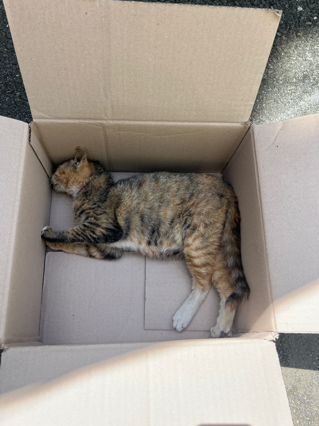 공고 번호가 부산-서구-2024-00194인 한국 고양이 동물 사진