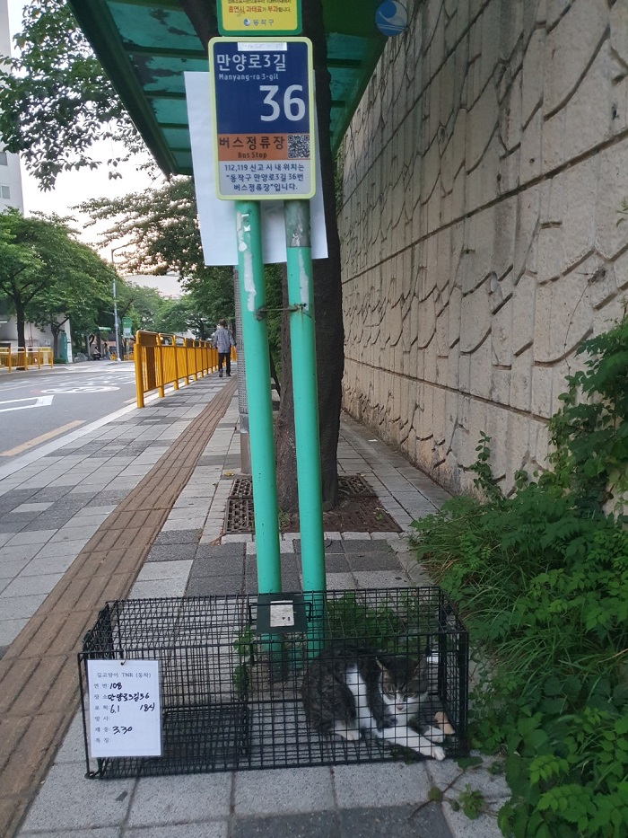 보호중동물사진 공고번호-서울-동작-2024-00265