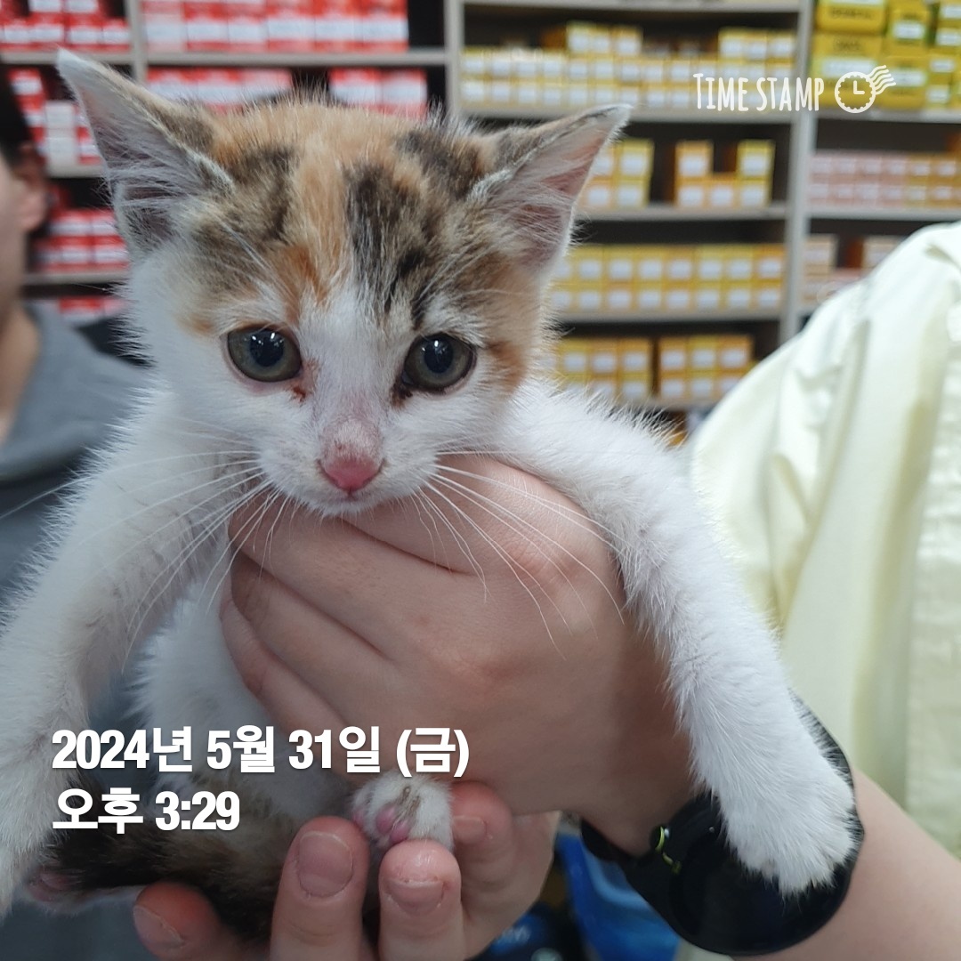 공고 번호가 울산-북구-2024-00134인 한국 고양이 동물 사진