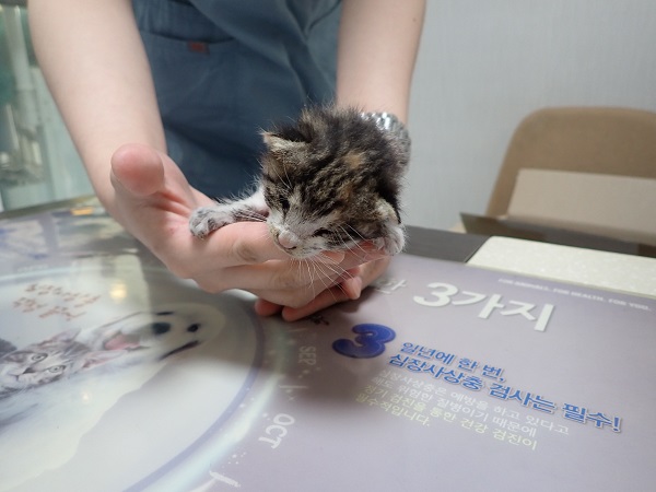 공고 번호가 대구-달성-2024-00339인 한국 고양이 동물 사진