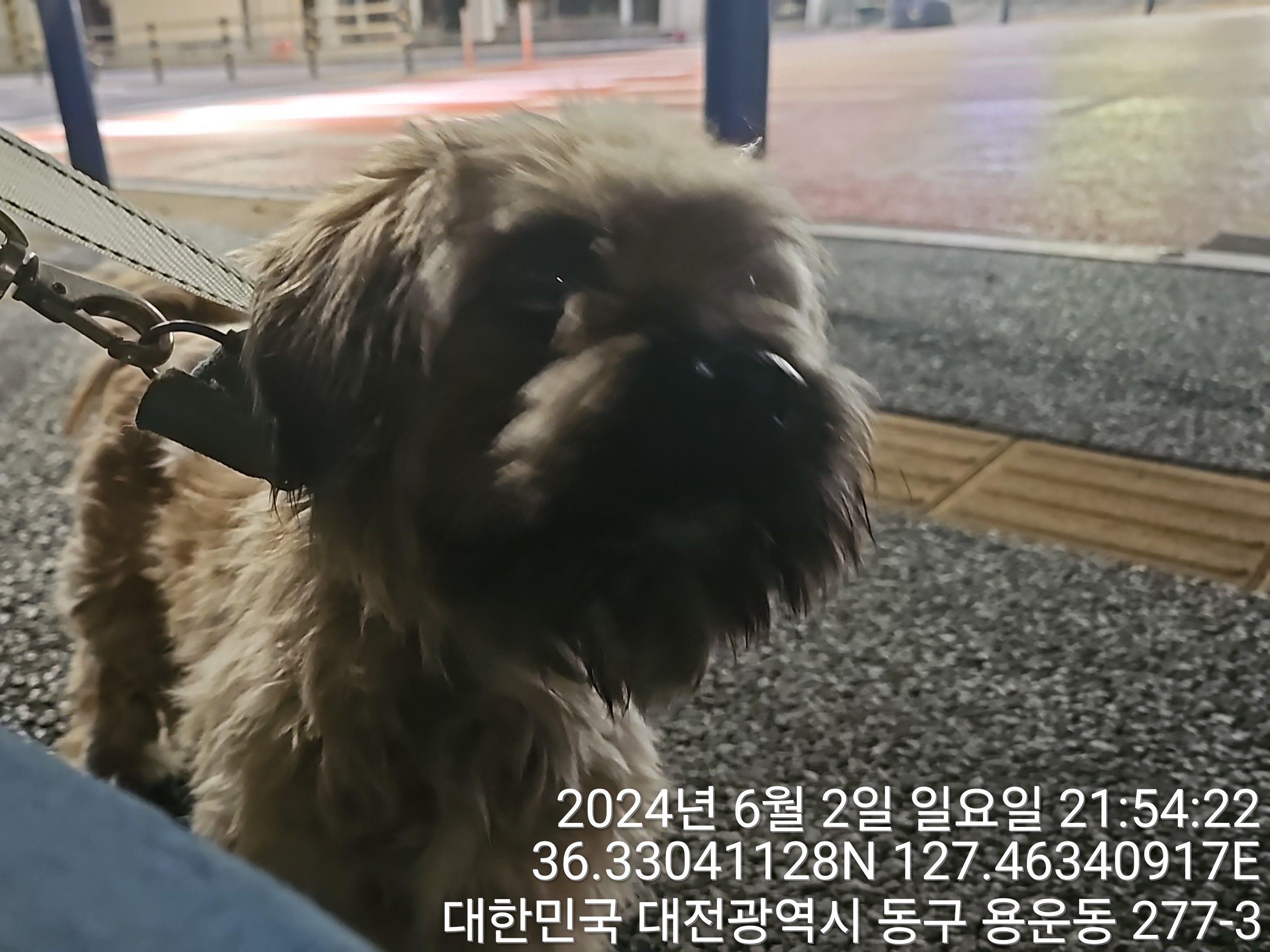 공고 번호가 대전-동구-2024-00152인 믹스견 동물 사진