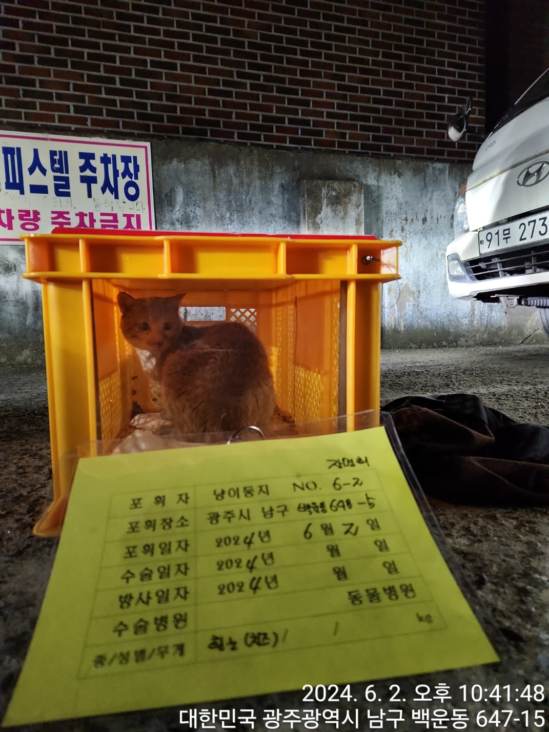 보호중동물사진 공고번호-광주-남구-2024-00088