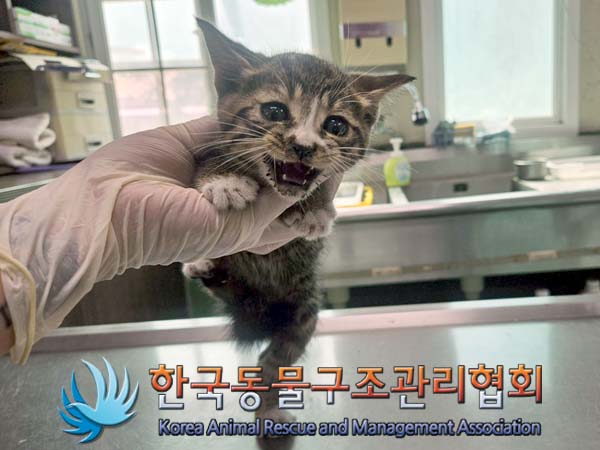 공고 번호가 서울-강서-2024-00076인 한국 고양이 동물 사진