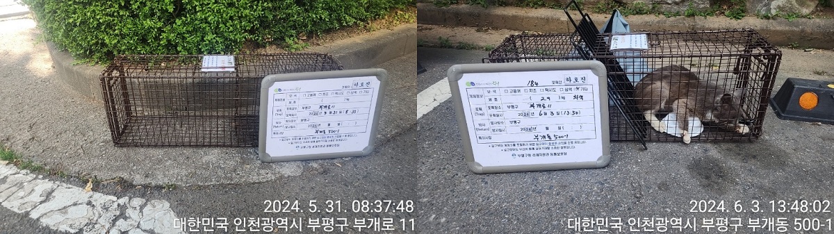 보호중동물사진 공고번호-인천-부평-2024-00251